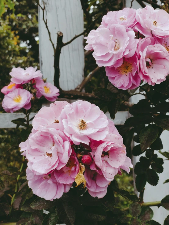 some pink flowers blooming outside next to a wooden fence