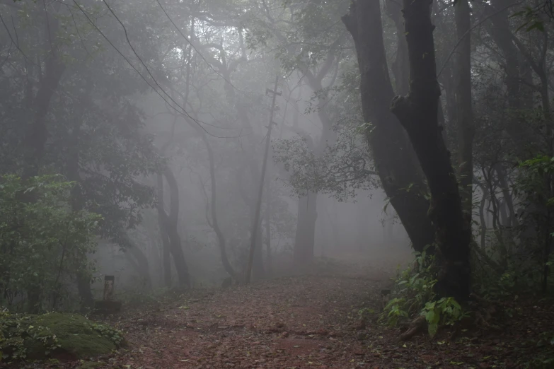 the path through the dense woods with leafy foliage