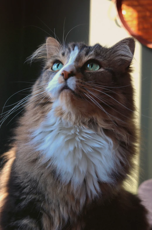 the long haired cat is staring up to soing