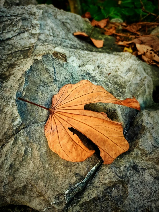 a leaf on top of a rock in the forest