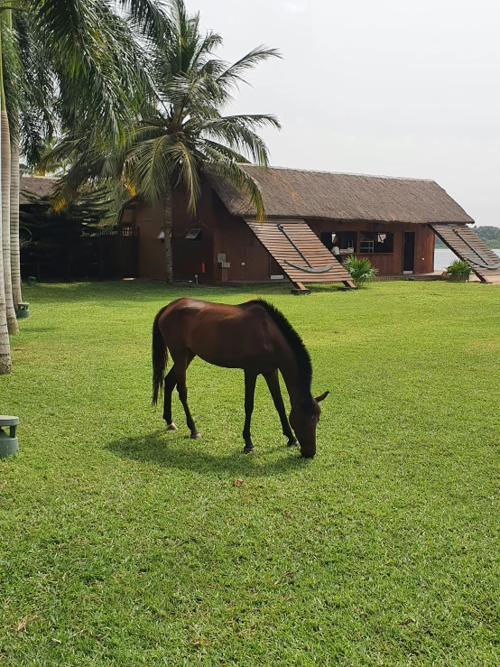 a horse grazes in the grass in front of a red barn