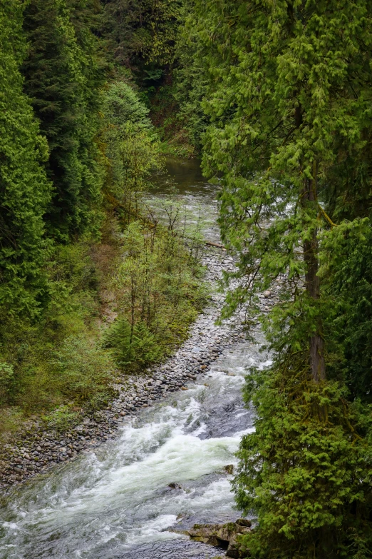 a river runs through a forested area next to green trees