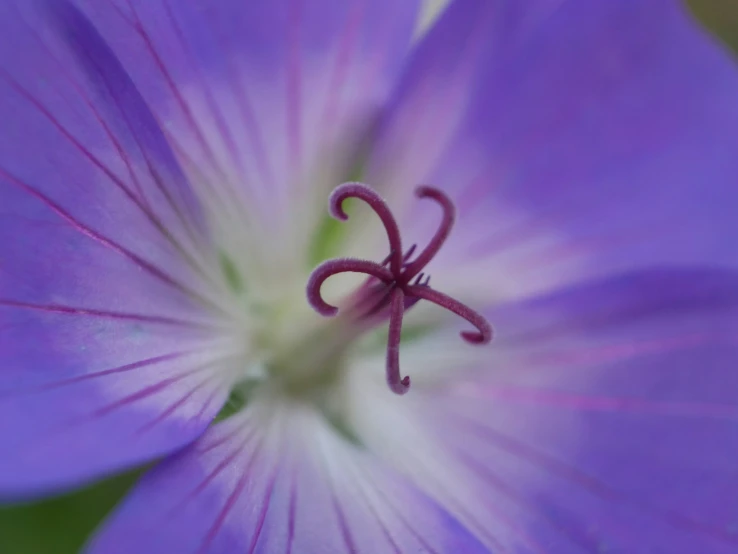 a close up view of a single blue flower