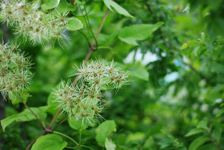 a green bush filled with leaves on a tree