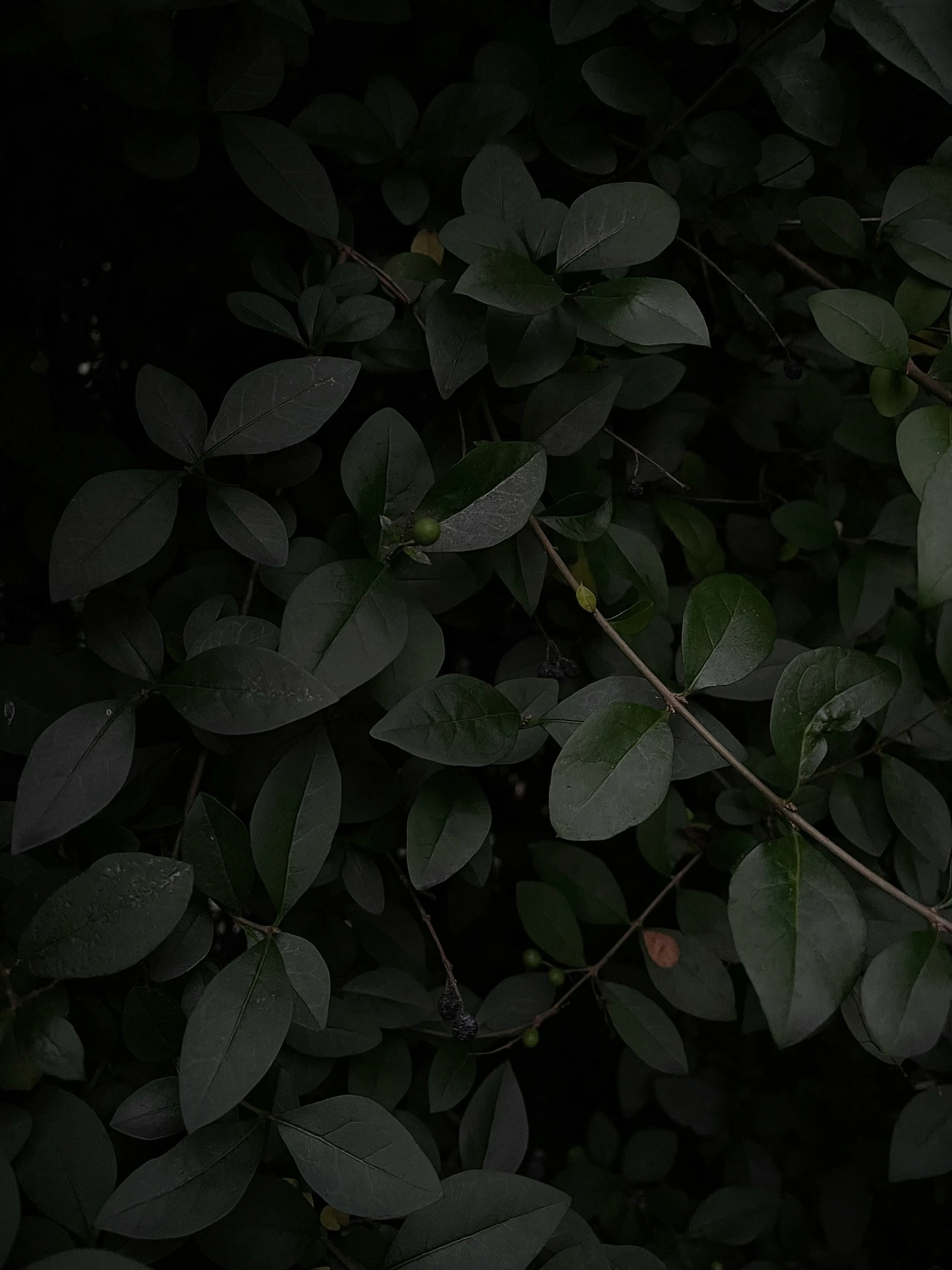 the view of a green tree with leaves