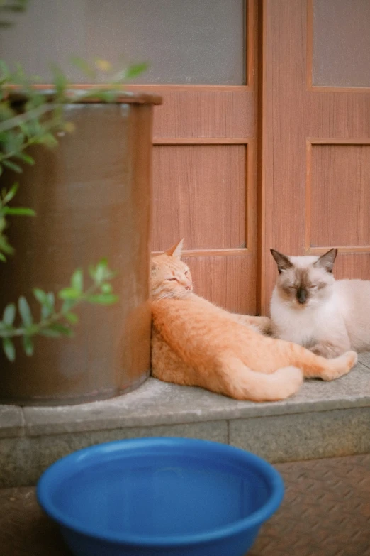 two cats lounging in front of a door