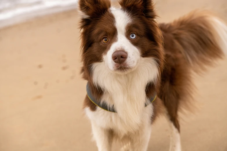 an adorable brown and white dog on a leash standing on a beach