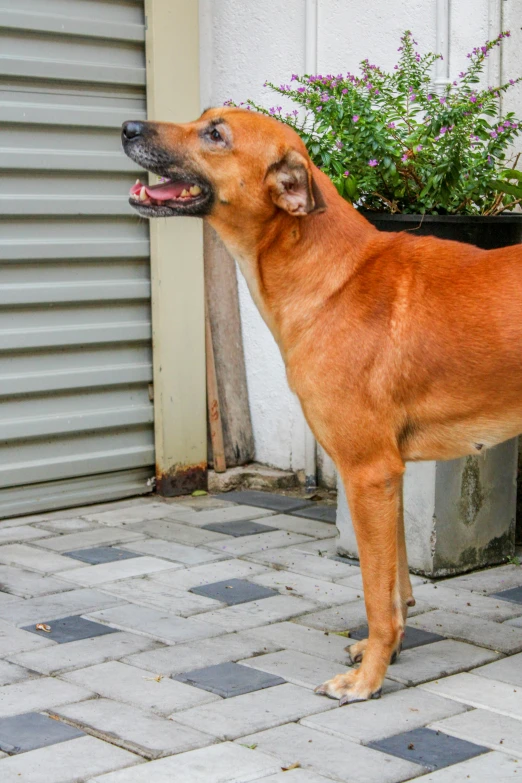 a dog looking up at his owner