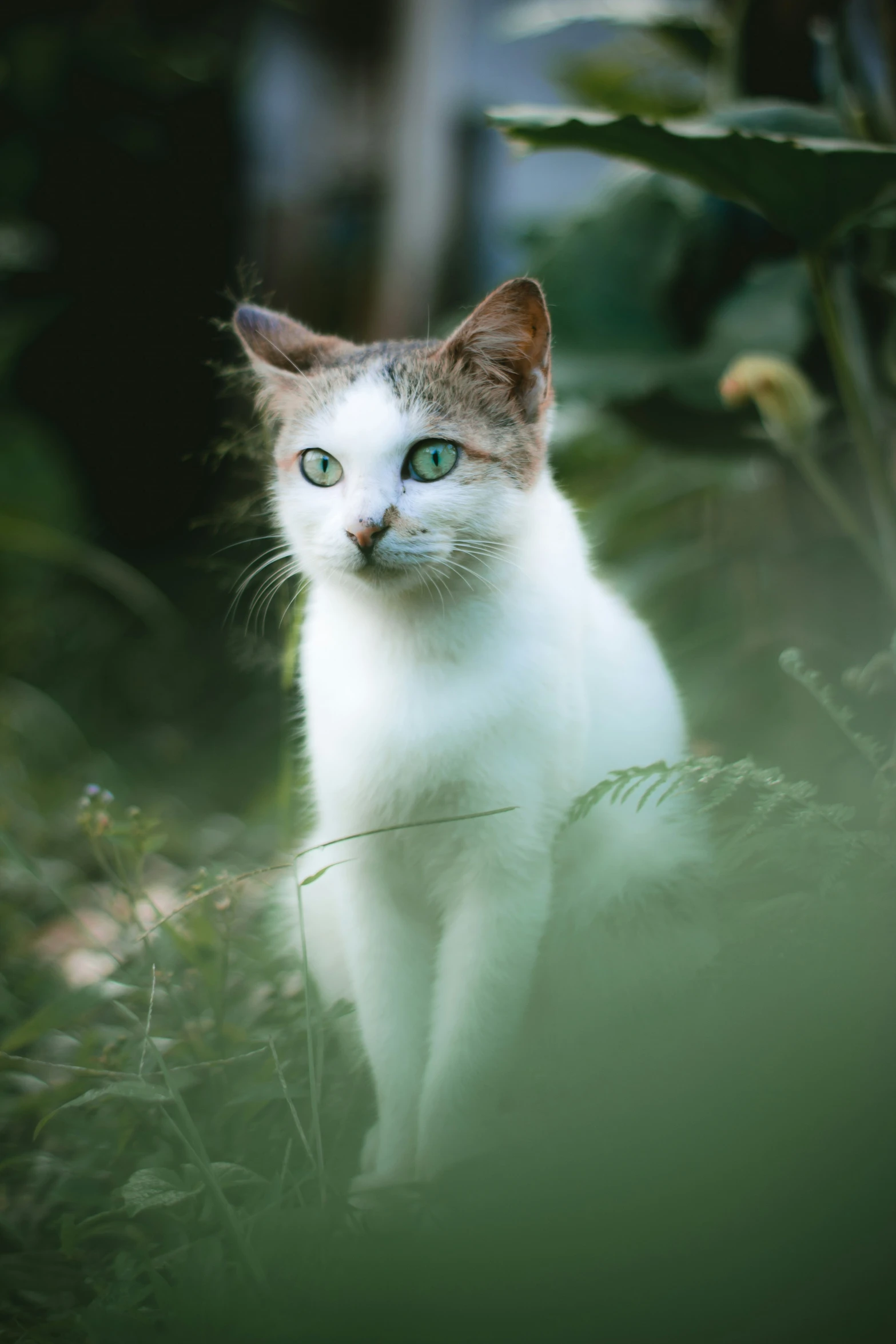 a cat with blue eyes walking in the grass