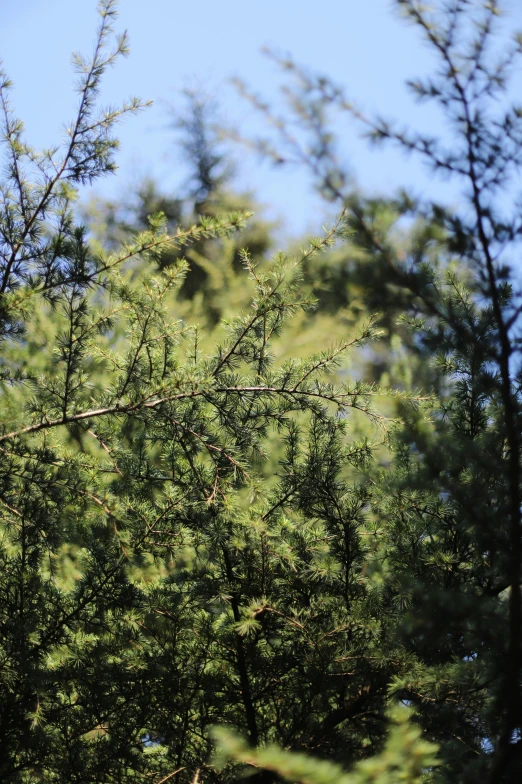 a blue bird sitting on the nch of a pine tree