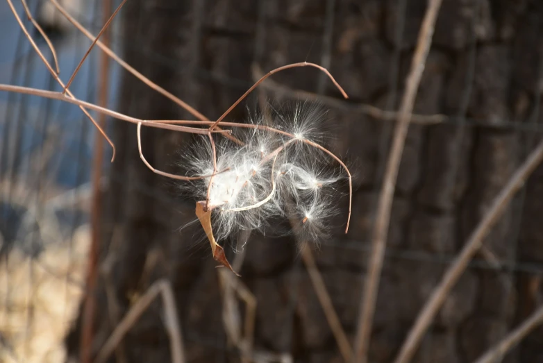 dandelions of various sizes hang on a tree nch