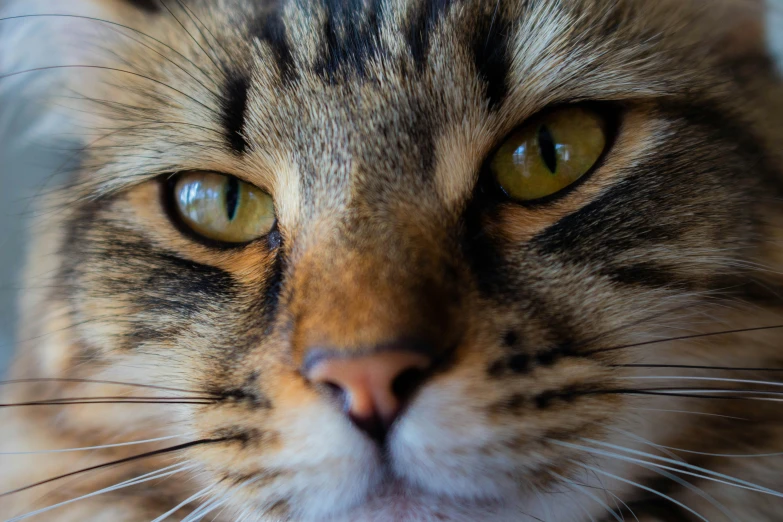 a long haired tabby cat with bright green eyes