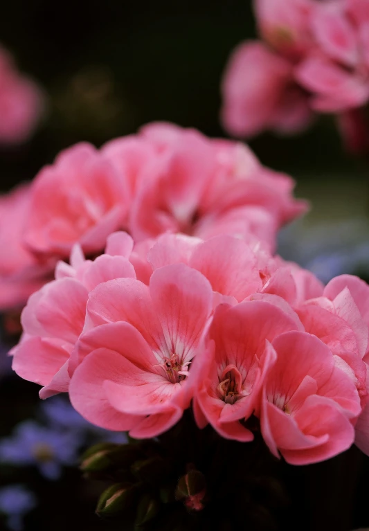 a small cluster of pink flowers in a flowerbed