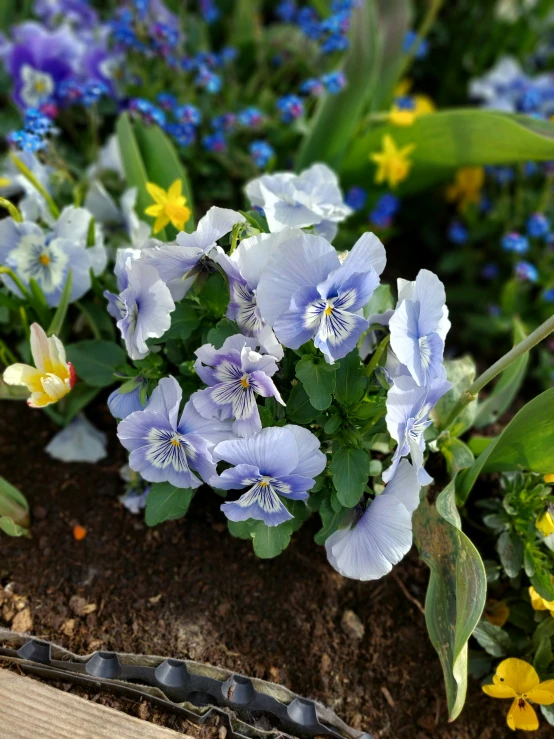 the small flowers have many different colors of them