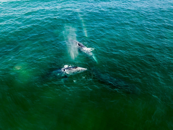 two large boats in the ocean by each other