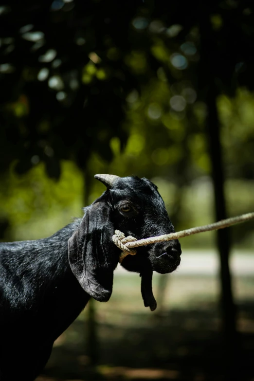 a black dog carrying a stick with it's face close