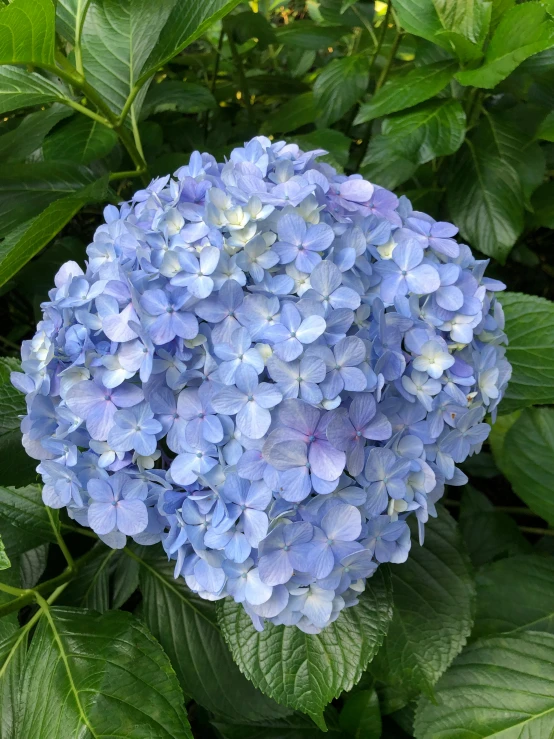 blue flowers are blooming next to each other on the shrub