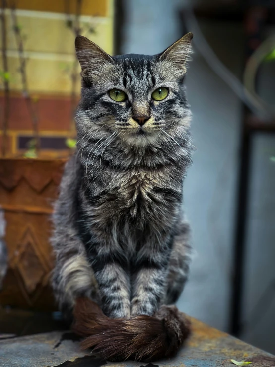 a grey and black cat sitting on top of a chair