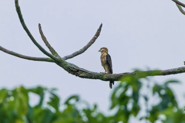 a bird perched on top of a tree nch