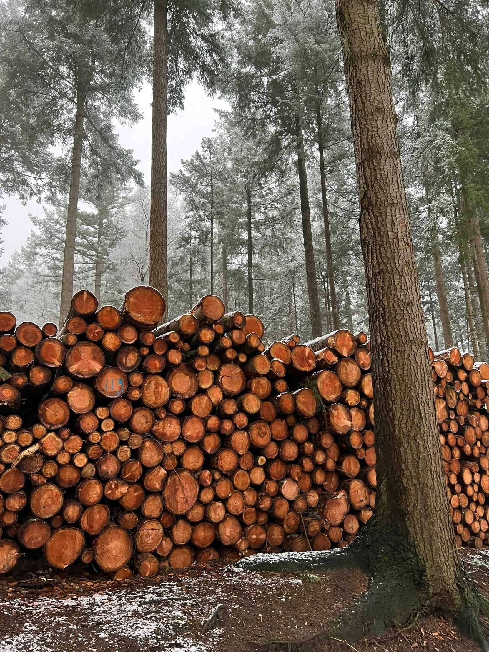 a large tree trunk leaning against a group of trees