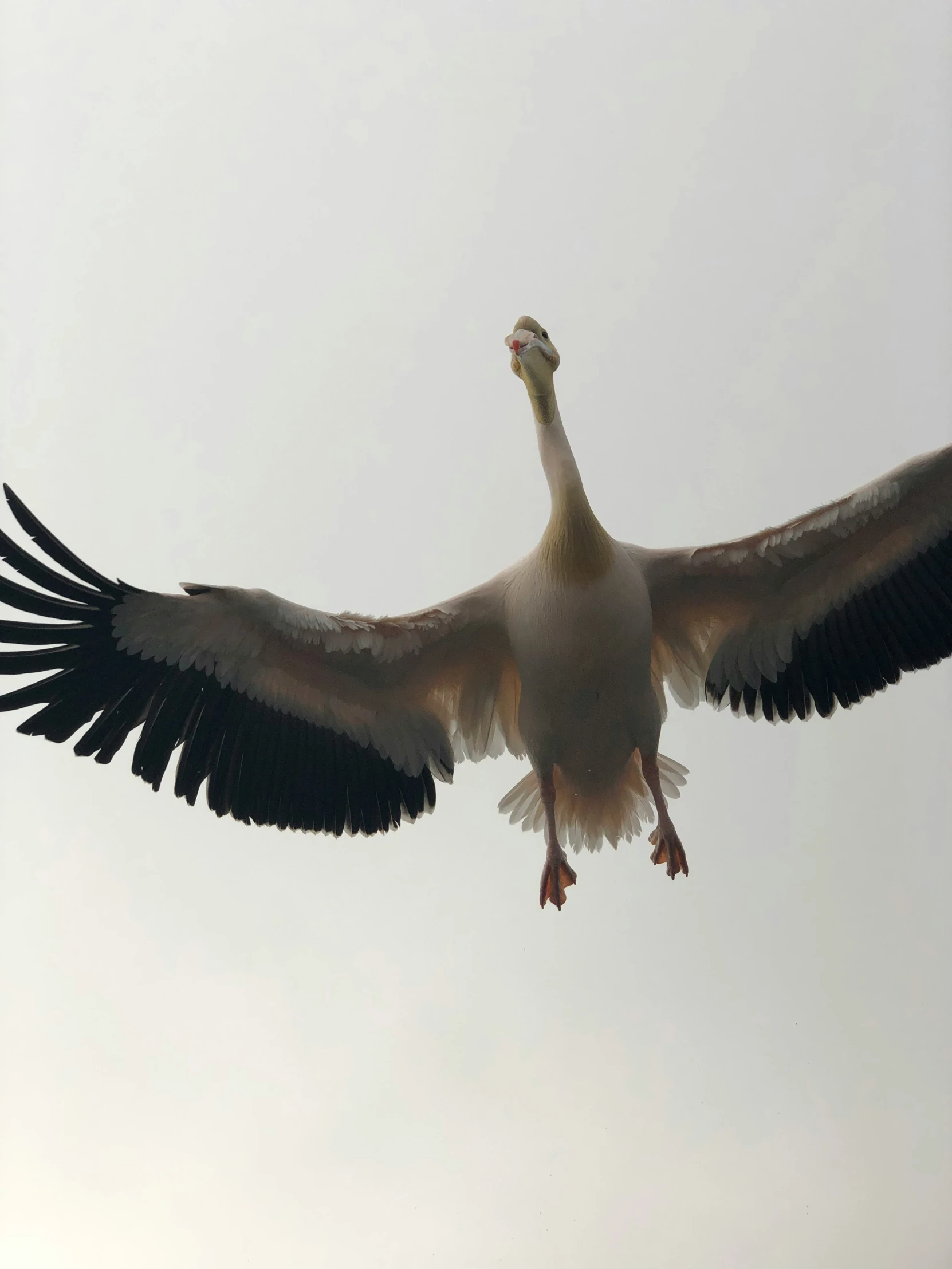 the large, elegant bird flies through the gray sky