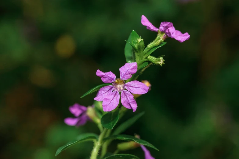 small purple flowers growing on the stem of a plant