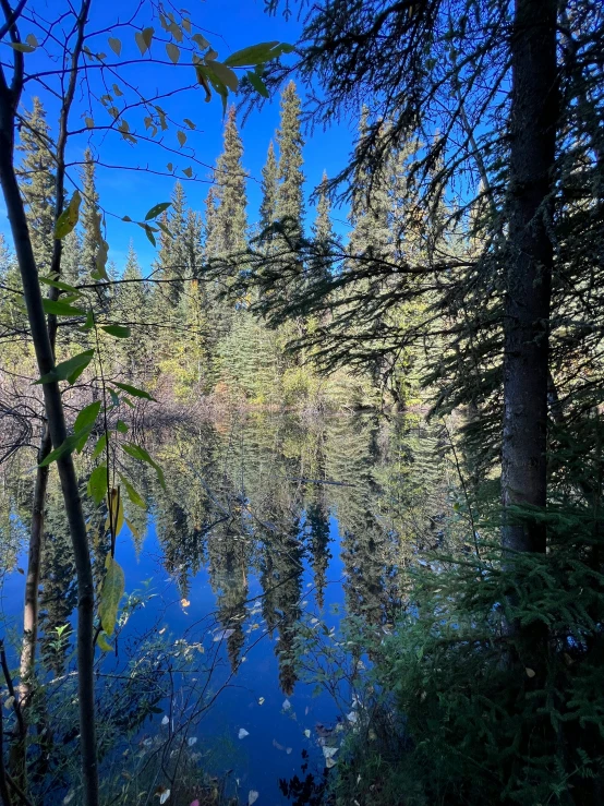 a body of water surrounded by trees in the woods