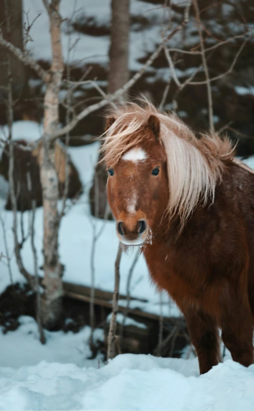 a small horse stands in the snow beside some trees