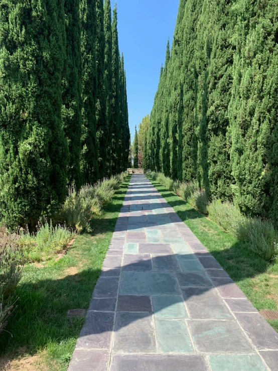 there are many tall trees that line the sidewalk