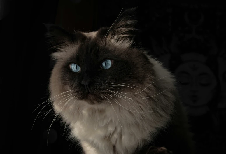 a close up of a cat with blue eyes