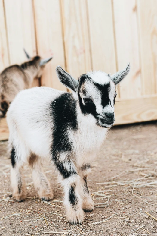 two little goats standing in front of a barn