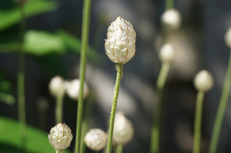 several flowers blooming next to a black background