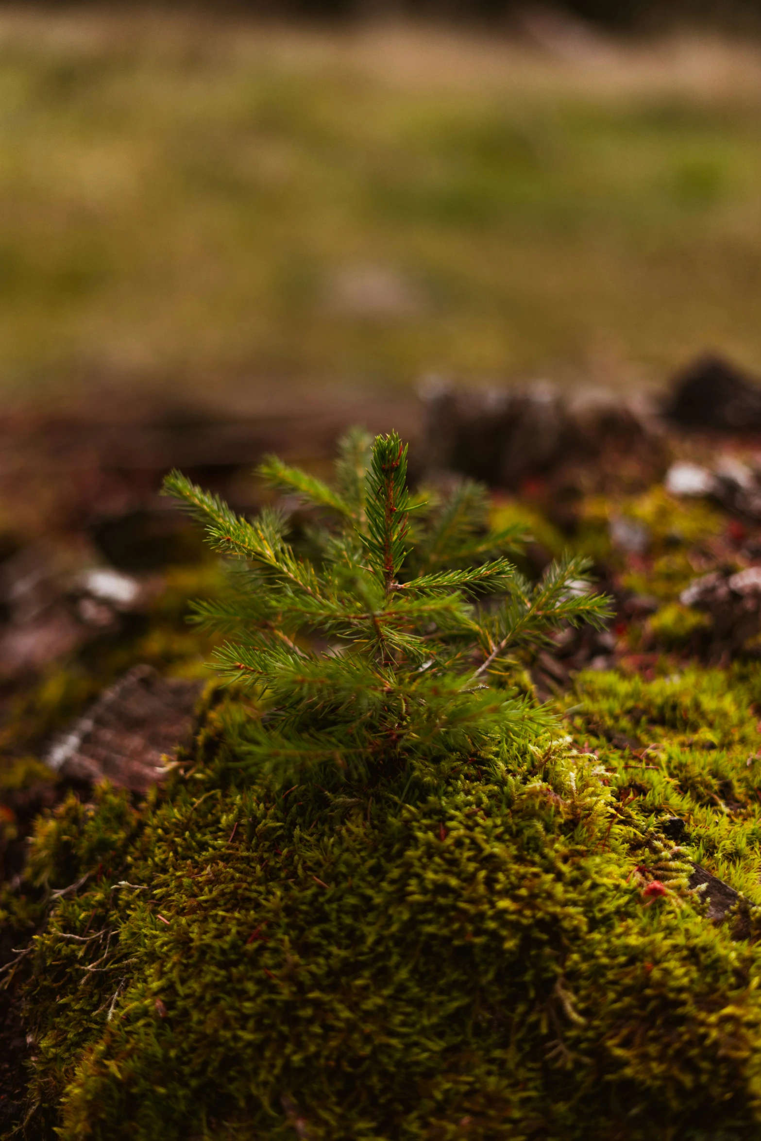 small tree surrounded by grass on mossy surface