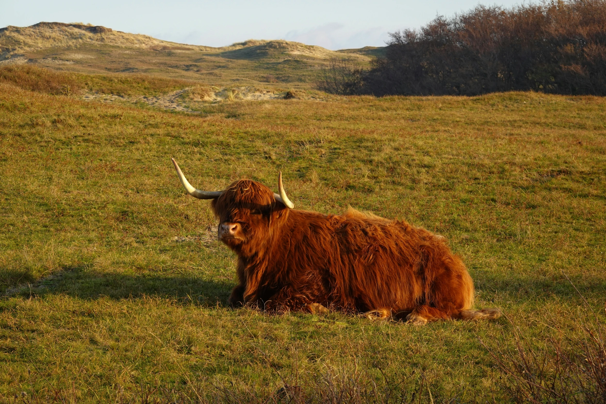 an animal that is laying down in a field