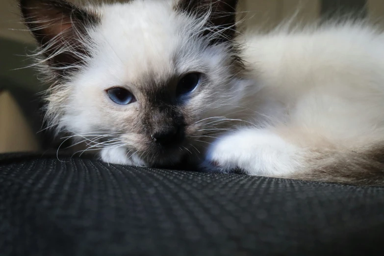 a cat with blue eyes laying on the couch