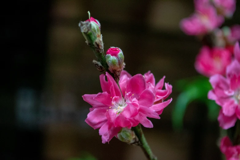 a plant with pink flowers is blurry and has bright petals