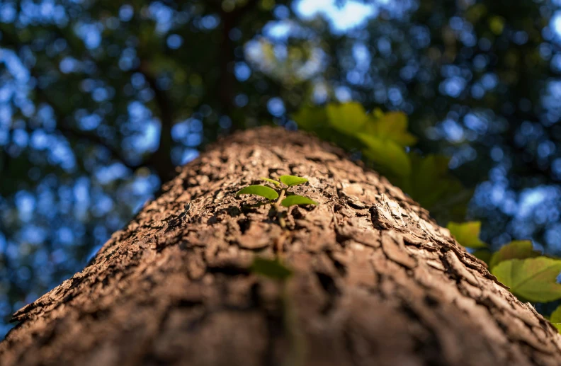 a tall tree is in front of a blue sky