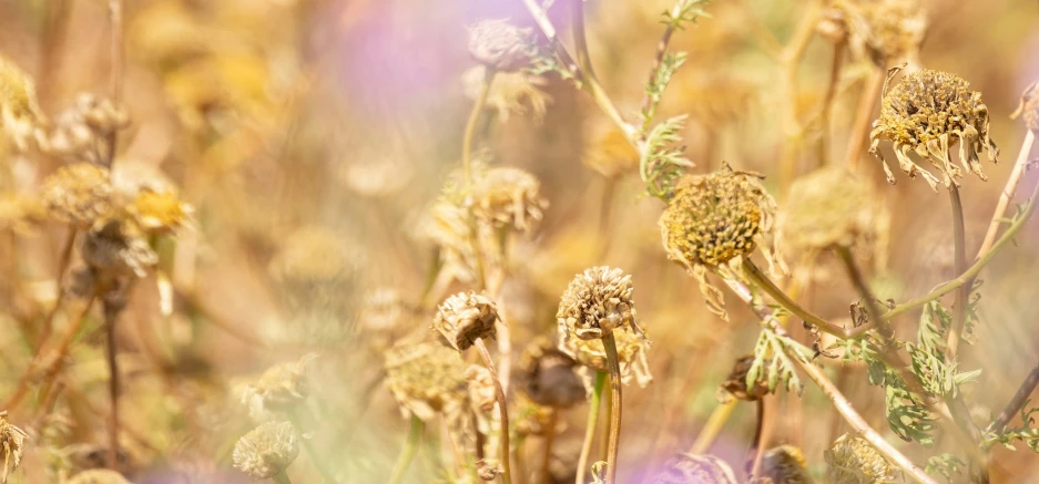 flowers blowing in the wind near a purple flower