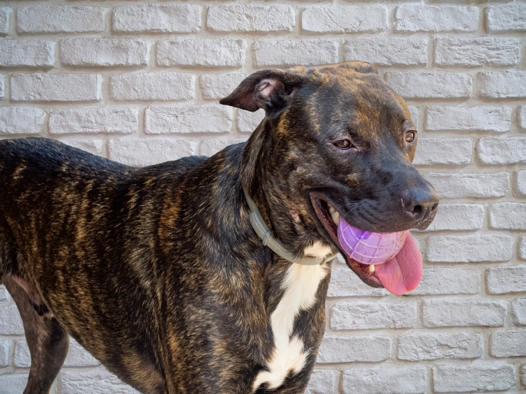 a dog sitting in front of a brick wall