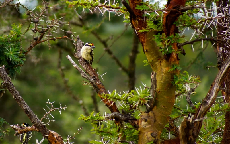 an image of a bird sitting on a nch