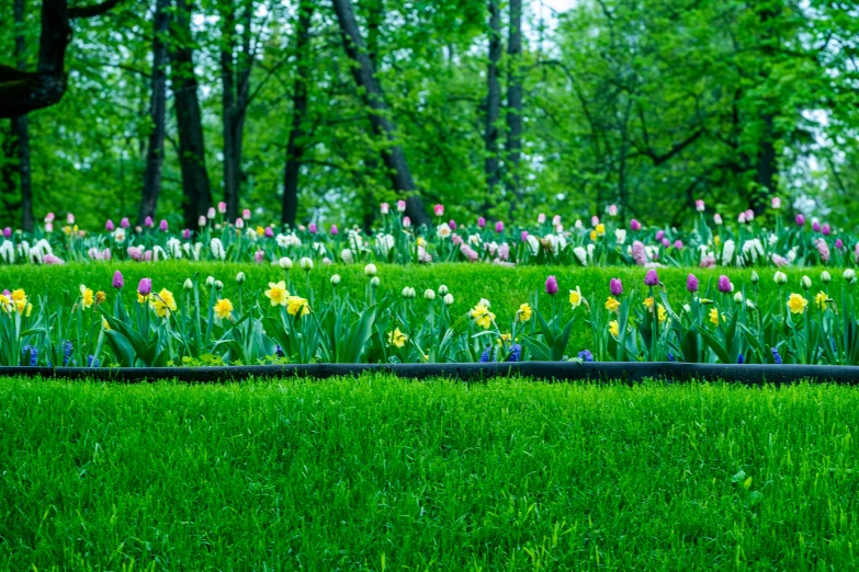 colorful flowers line the green lawns in a park