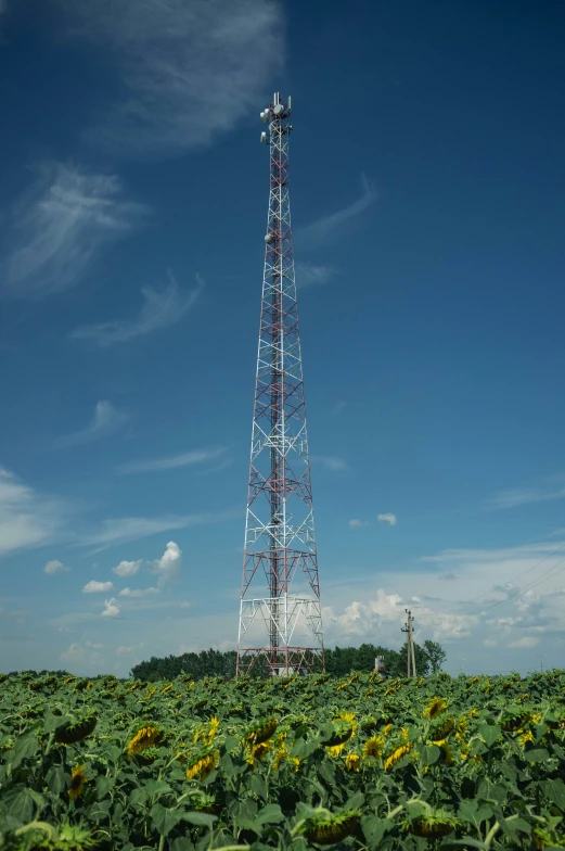 the radio tower is surrounded by sunflowers under a blue sky