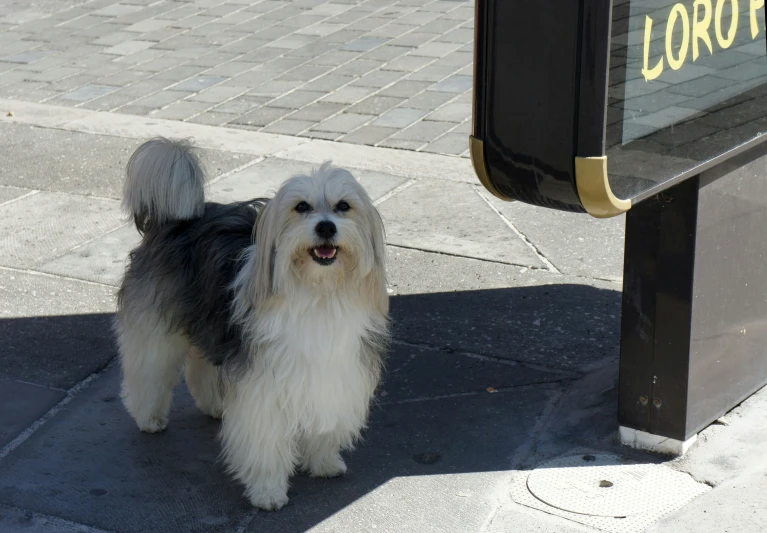 the white and black dog stands by a curb