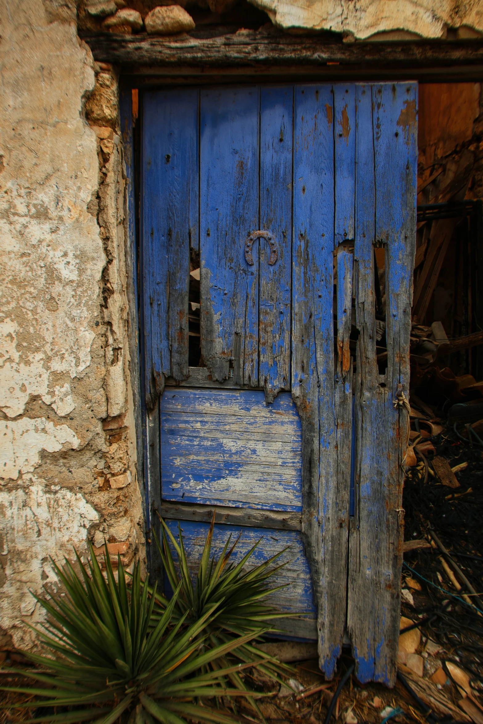 a plant is in front of an old blue door