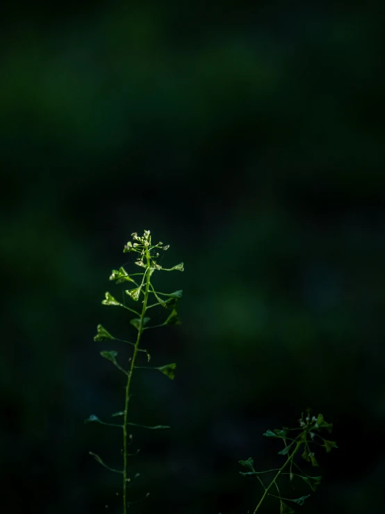 a plant with long thin green leaves