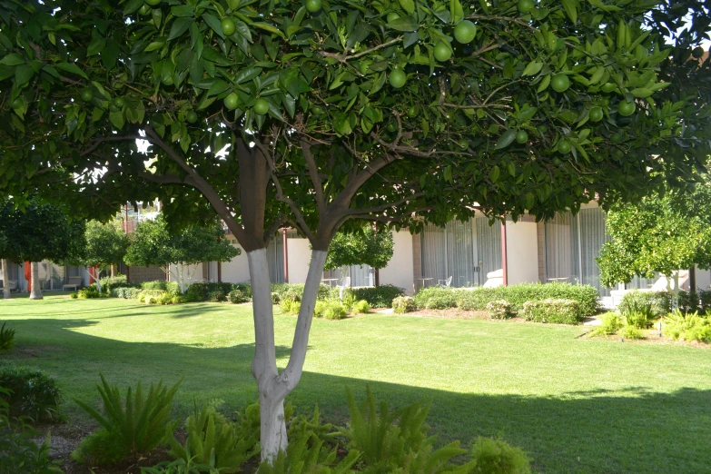 a grassy yard has trees and green plants