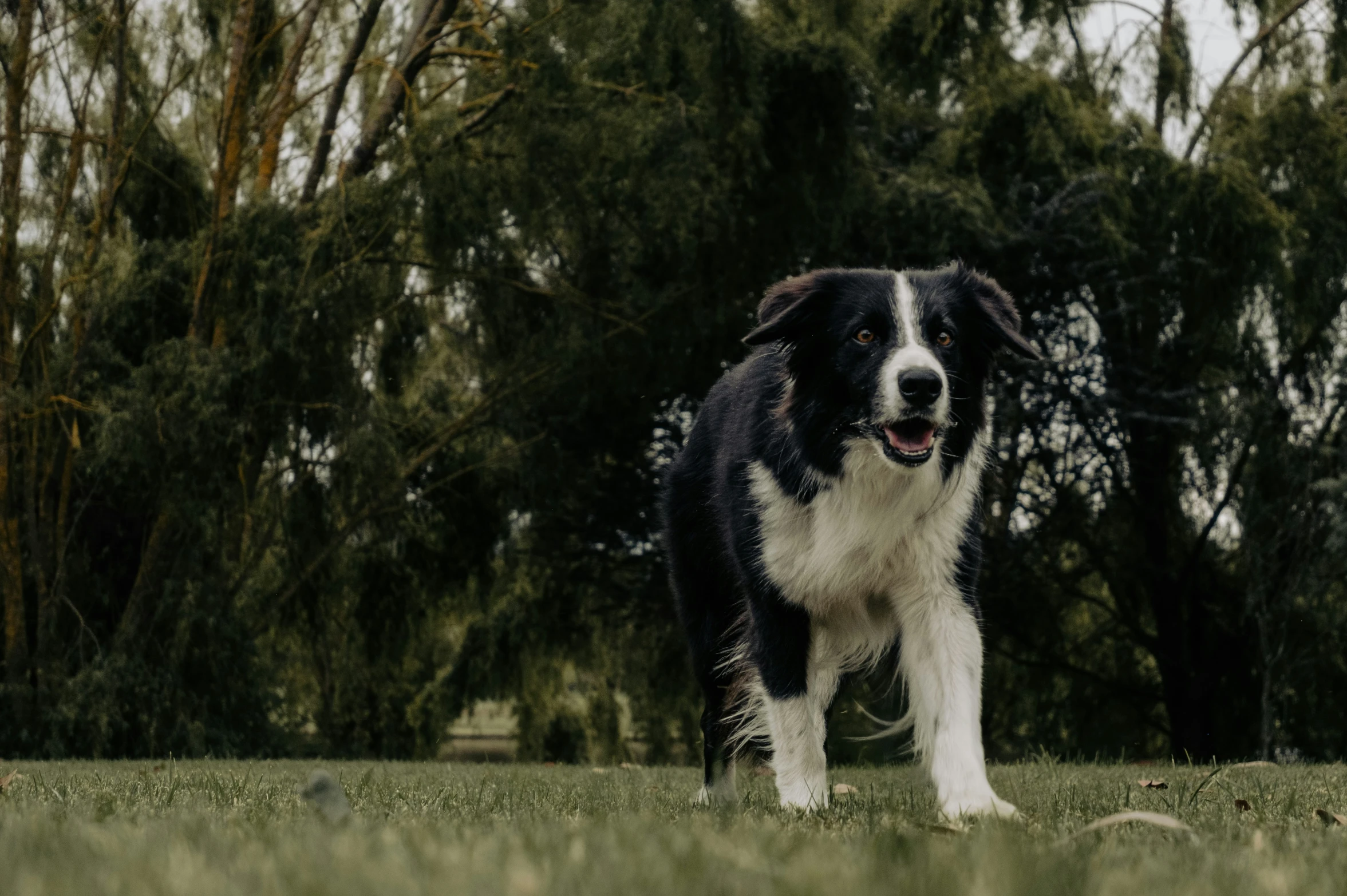 black and white dog in the grass staring at camera