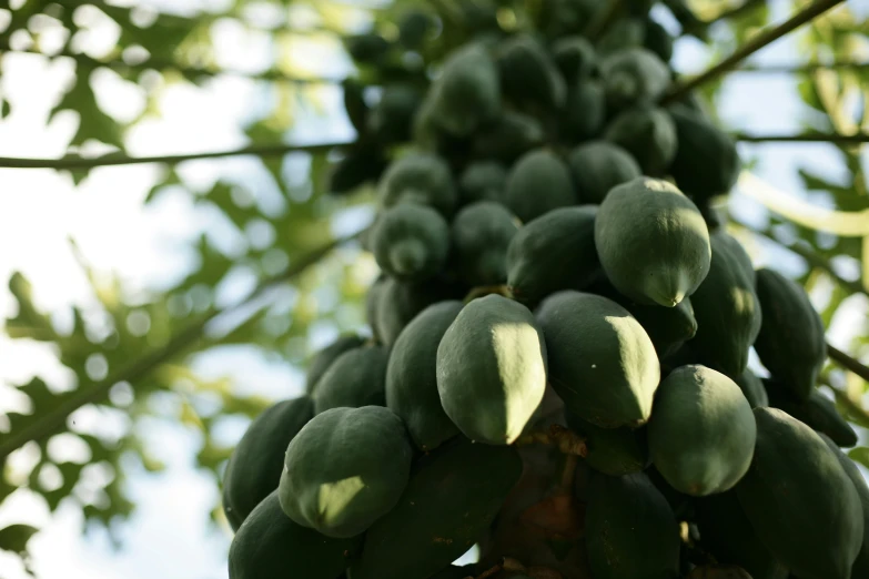 closeup of the seeds on a tree