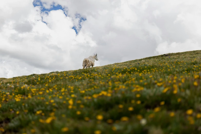 a small animal stands on top of a grassy hill