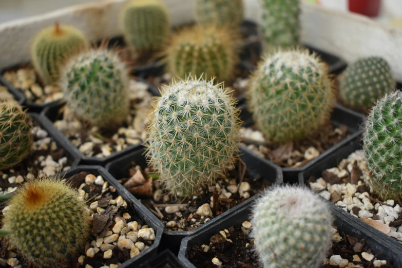 a plant with many green and white spines